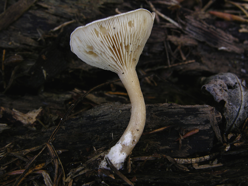 Quando le lamelle decorrono...